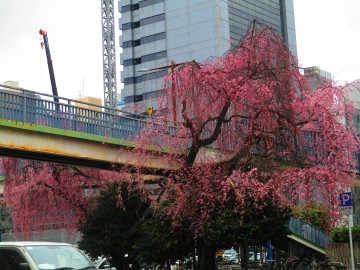 nichiginnyokosidarezakura20260325-1